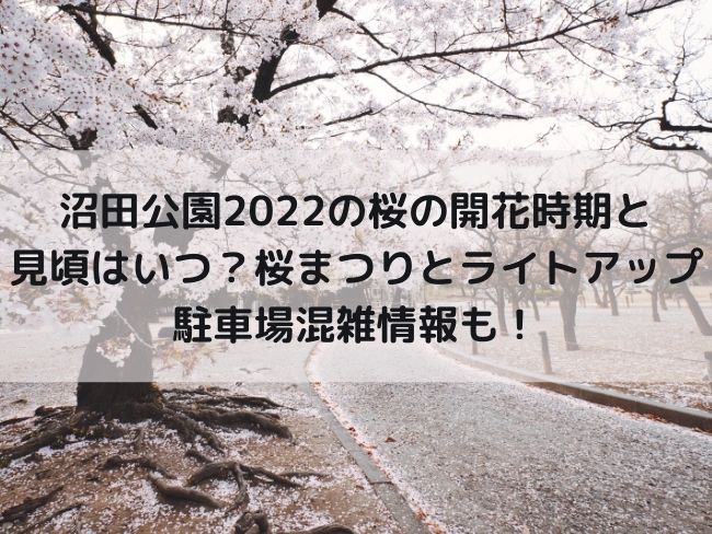 沼田公園　2022　桜